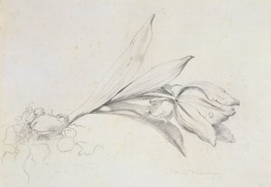 Tulp